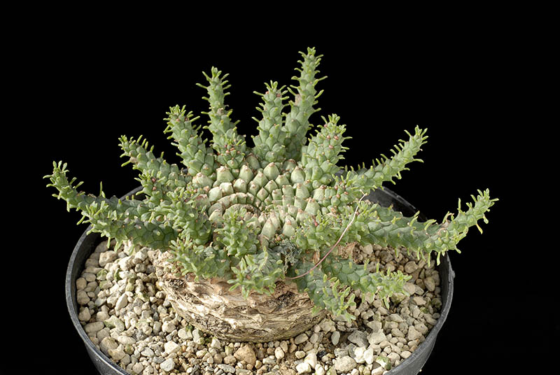 Euphorbia flanaganii Cm. 6 € 32,00.jpg